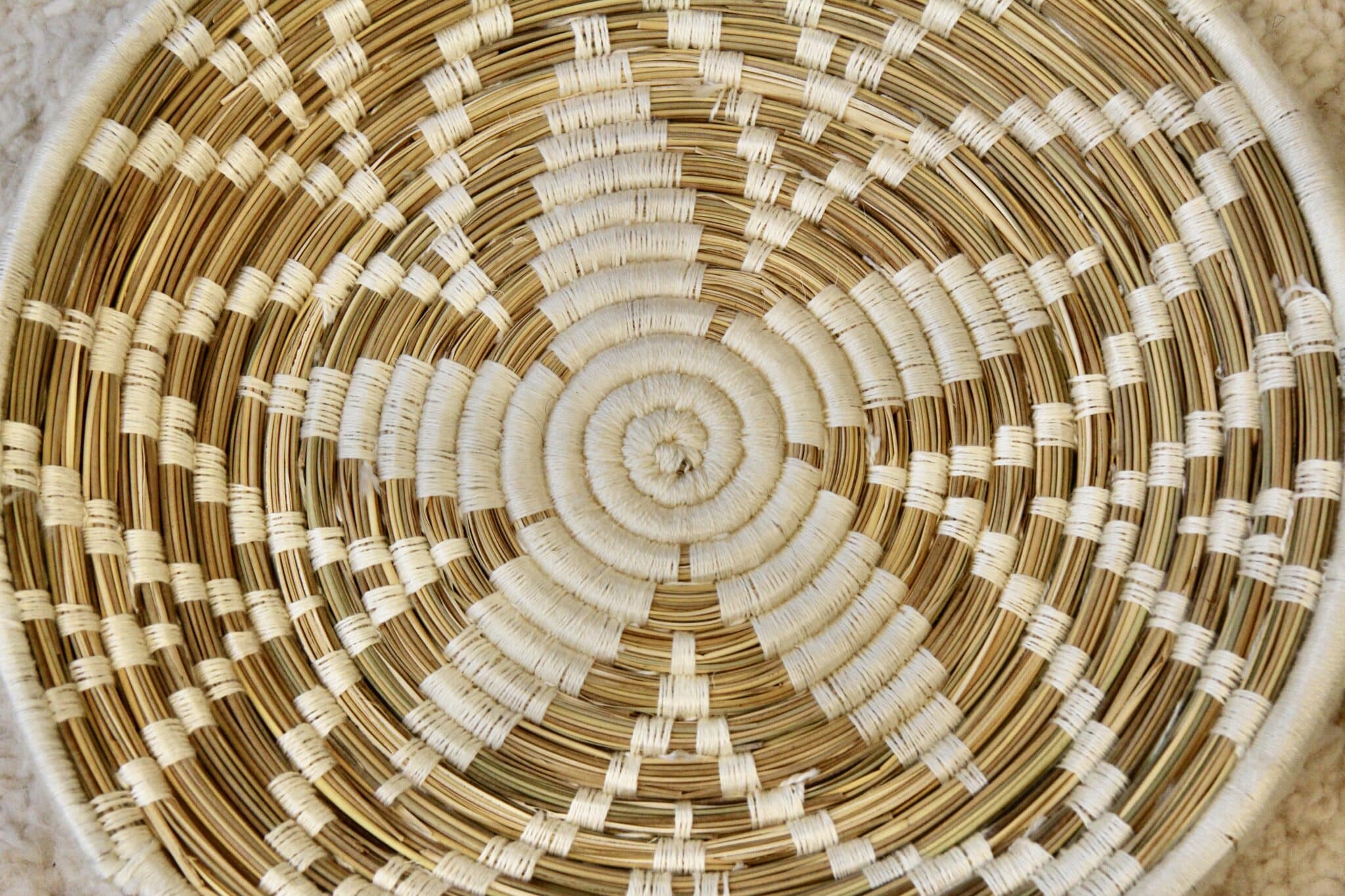 Marokkansk fladkurv - BASK 3 Marokkansk fladkurv - BASK - Image 3